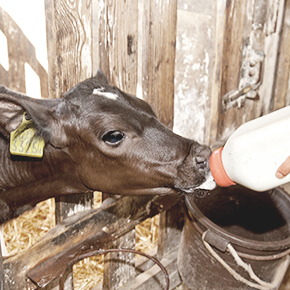 仔牛には初乳を与えて免疫力を高めます